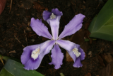 Iris cristata RCP4-07 092.jpg